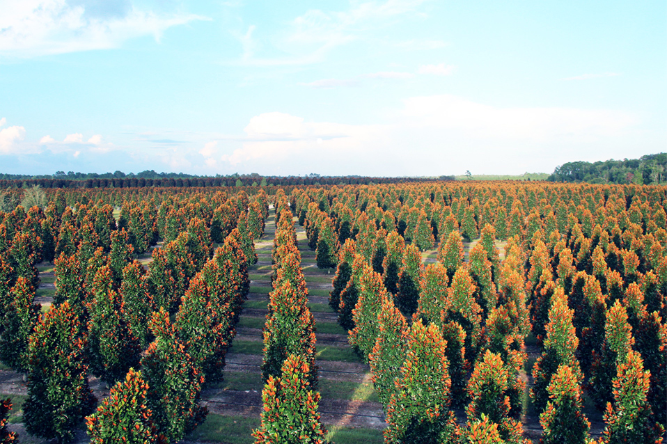 Magnolia Tree Farm