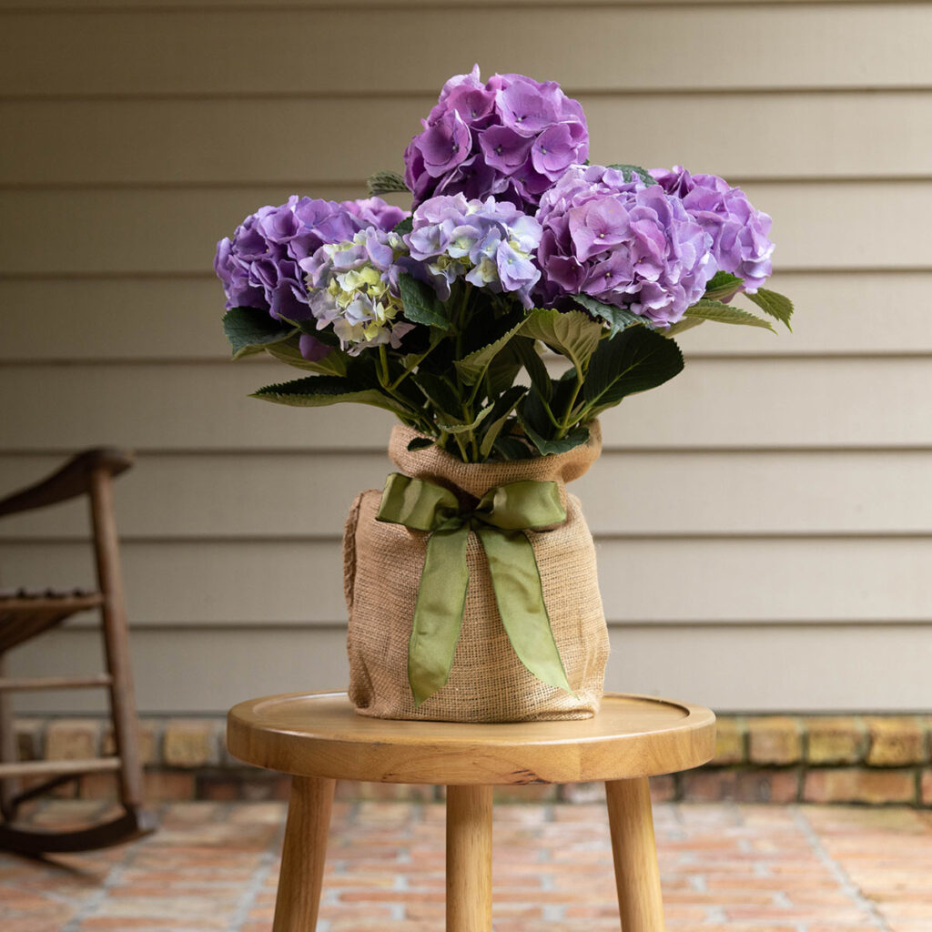 Blue Hydrangea