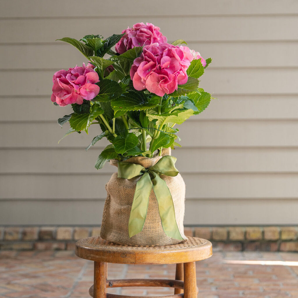 Pink Hydrangea