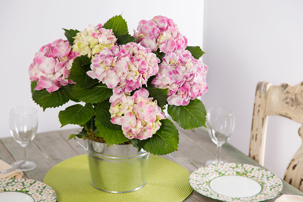 Pink Hydrangea