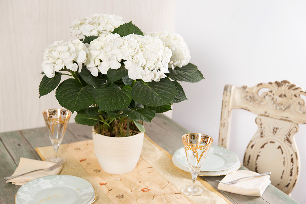 White Hydrangea