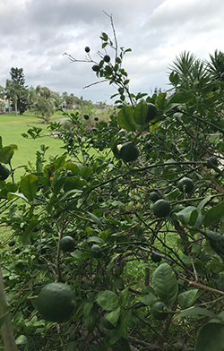 5 Year Old Meyer Lemon Tree in Backyard