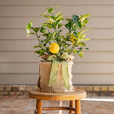 Meyer Lemon Gift Tree