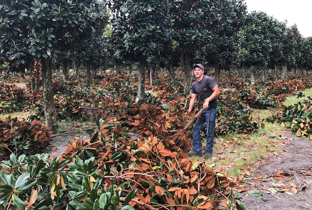 Pruning Magnolia Trees