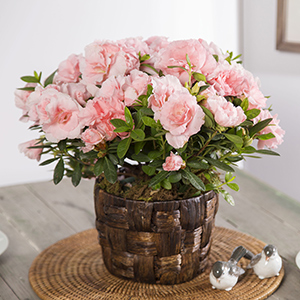 Housewarming Pink Bliss Azalea Plant