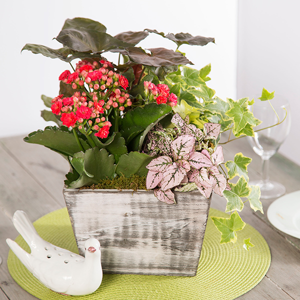 Housewarming Pink Paradise Dish Garden