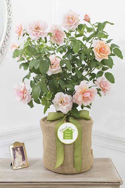 Housewarming Mother of Pearl Rose