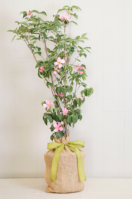 Housewarming Pink Dogwood Tree