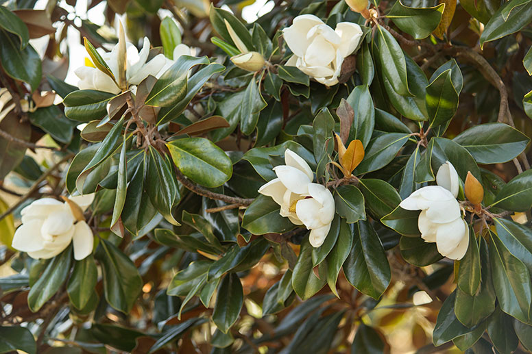 Closeup of Southern Magnolia Tree Blooms in Grove