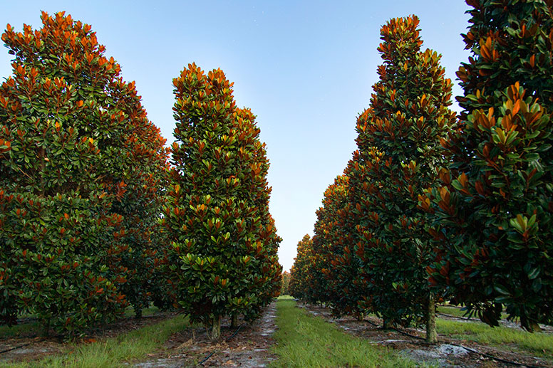 Southern Magnolia Tree Grove