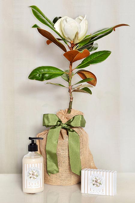 Southern Magnolia & Almond