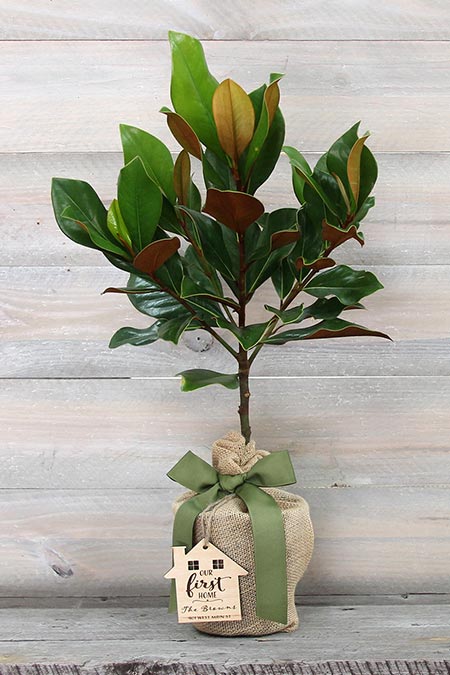 Southern Magnolia Tree