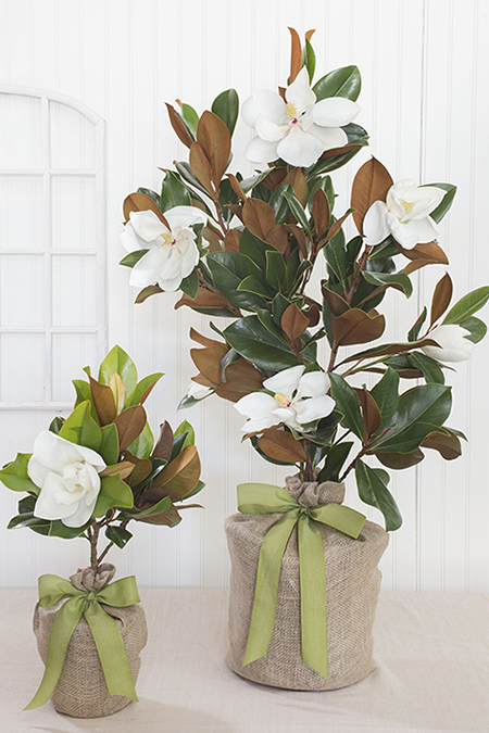 Southern Magnolia Memorial Tree