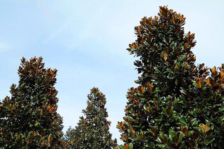 How To Protect Your Magnolia Trees During the Winter