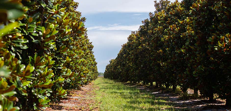 Magnolia Field