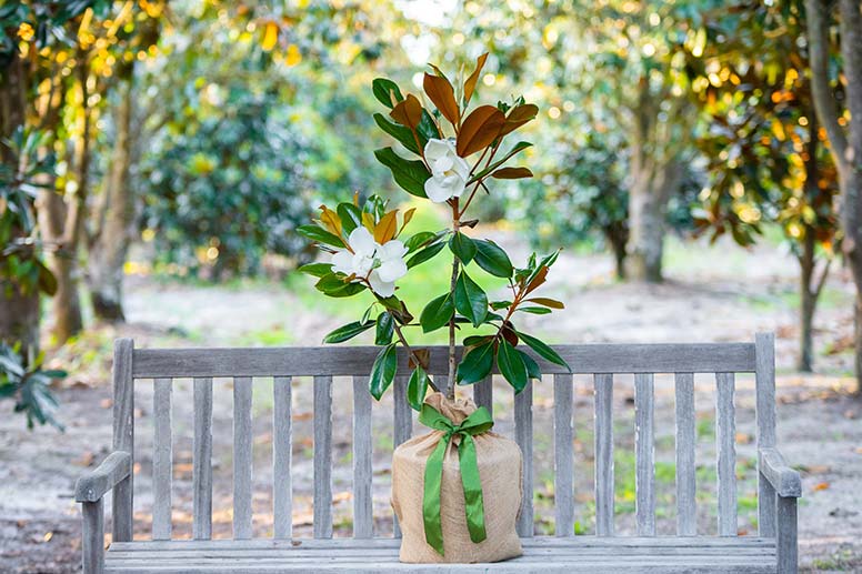 Magnolia Gift Tree on a Bench