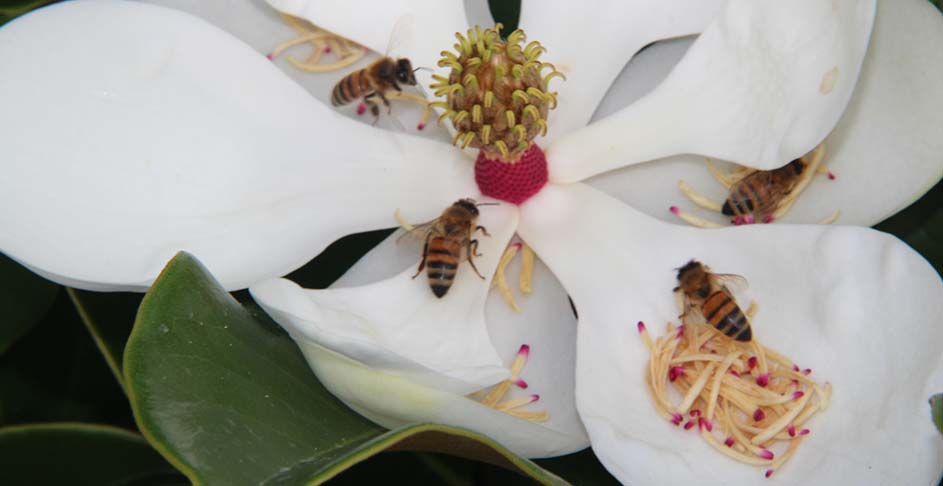 Honey Bees on Magnolia Bloom