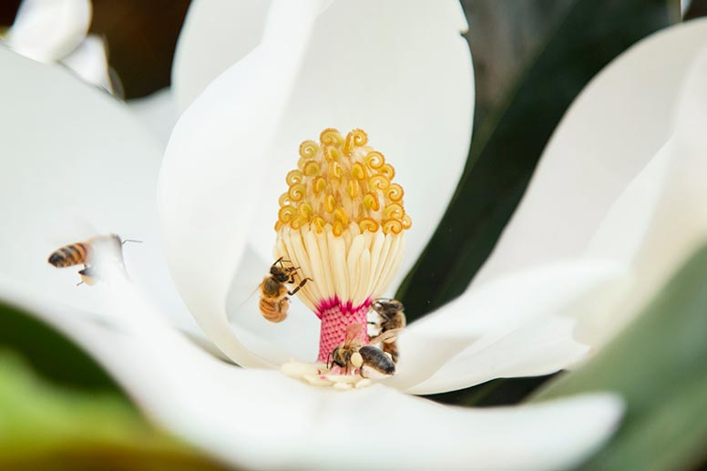 Bees on Magnolia Flower