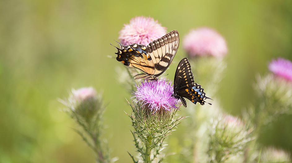 Butterflies on Flower