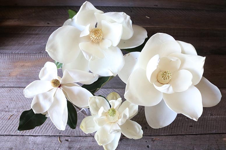 Magnolia Blooms on Table