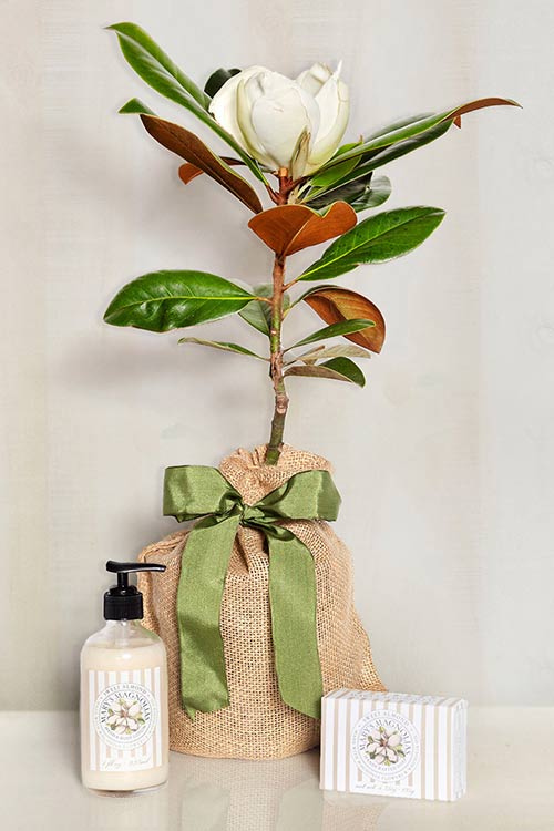 Magnolia & Almond Gift Set
