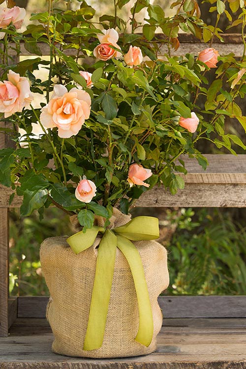 Mother of Pearl Rose Bush