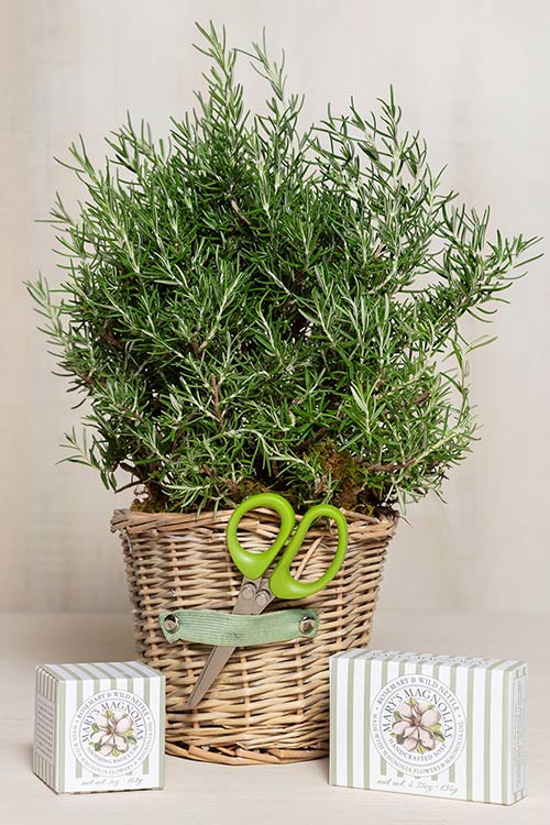 Rosemary Basket Gift Set