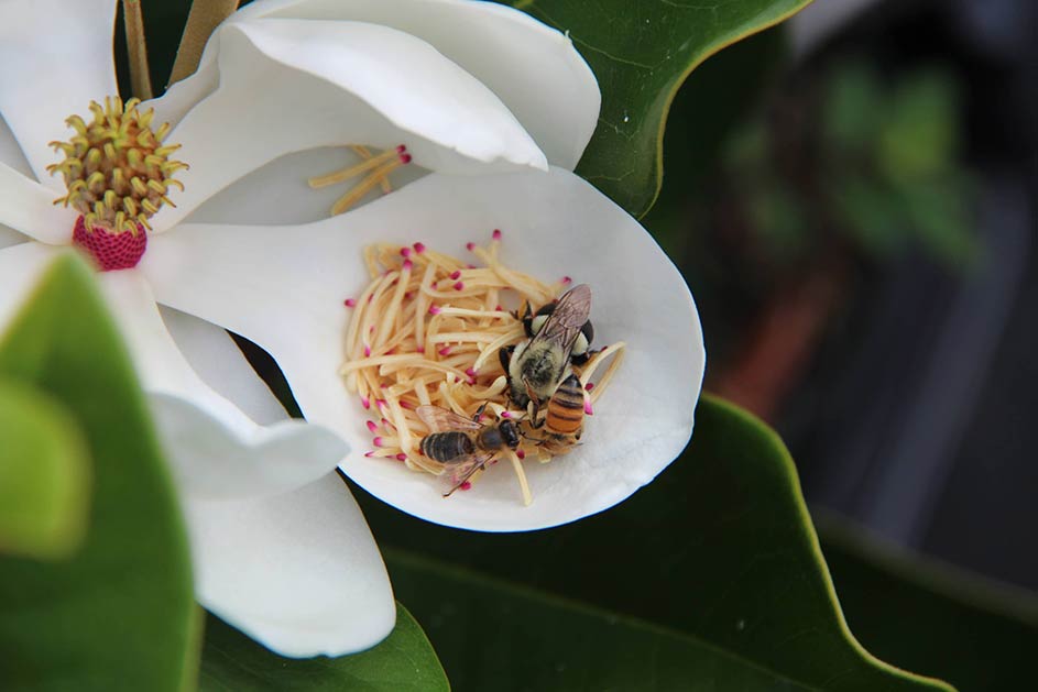 Bees on Magnolia Petal