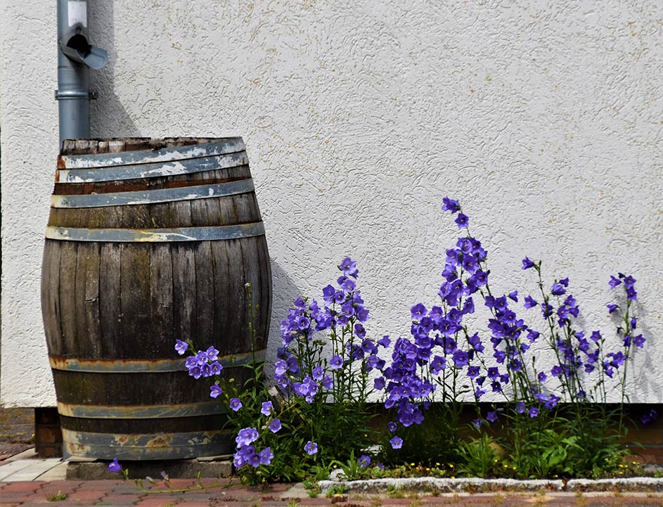 Garden Rain Barrel by House