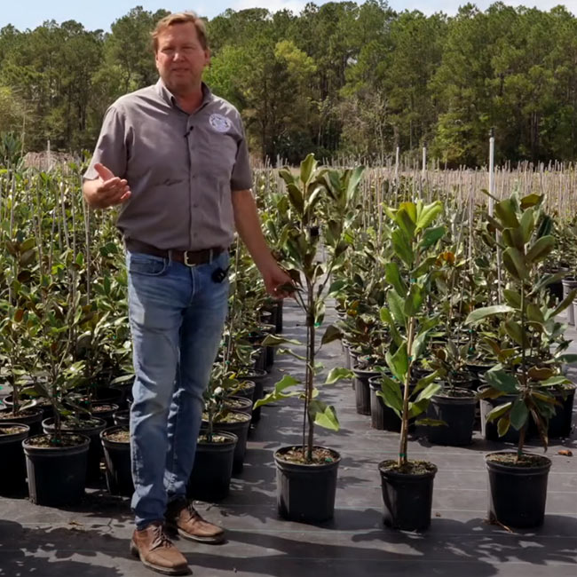 Matt Describing Magnolia Trees