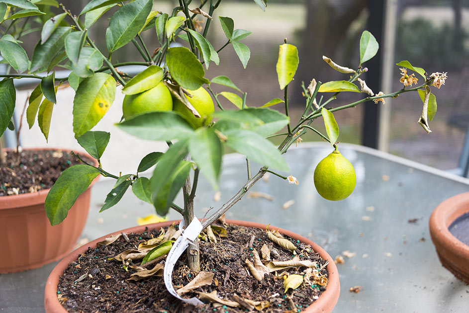 Yellowing Lemon Tree in Pot