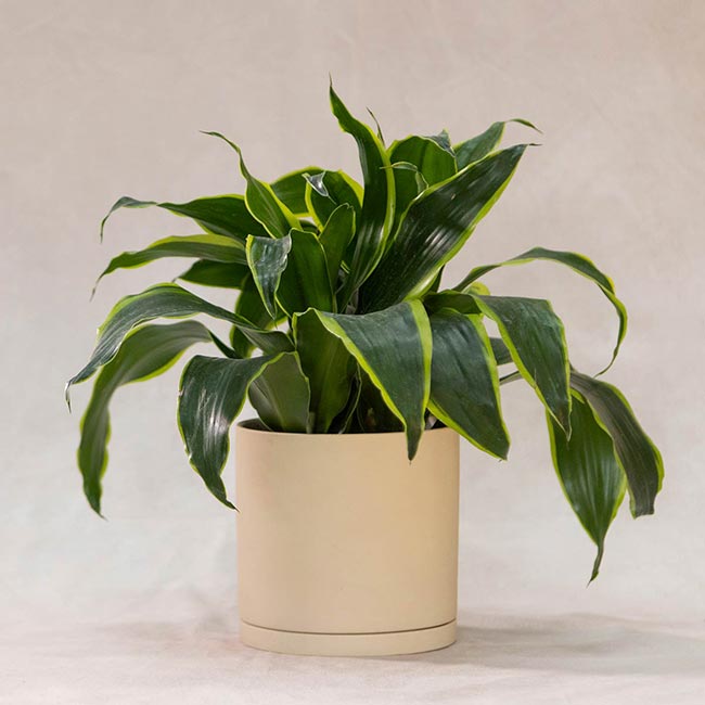 Dracaena Dorado in Pot