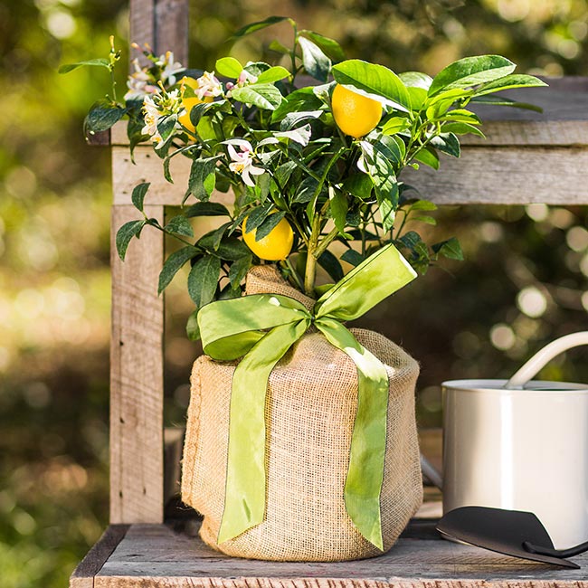 Meyer Lemon Tree