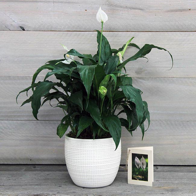 Peace Lily in Pot