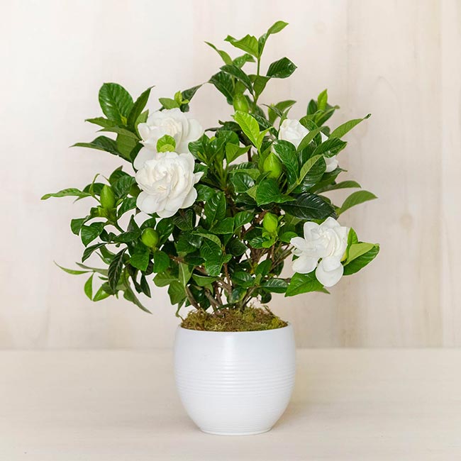 Gardenia in Pot