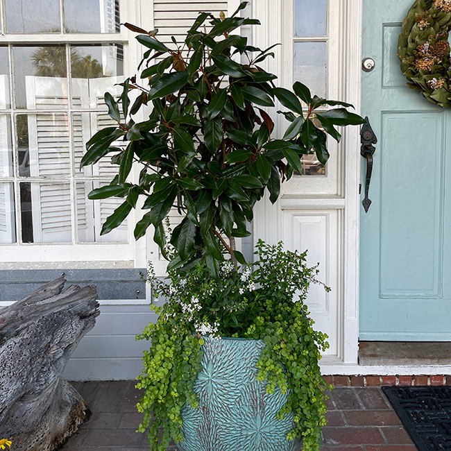 Magnolia Tree in Container