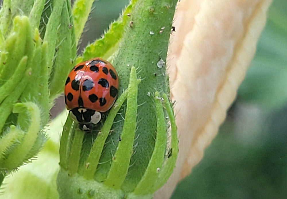 Ladybug on Plant with Aphids