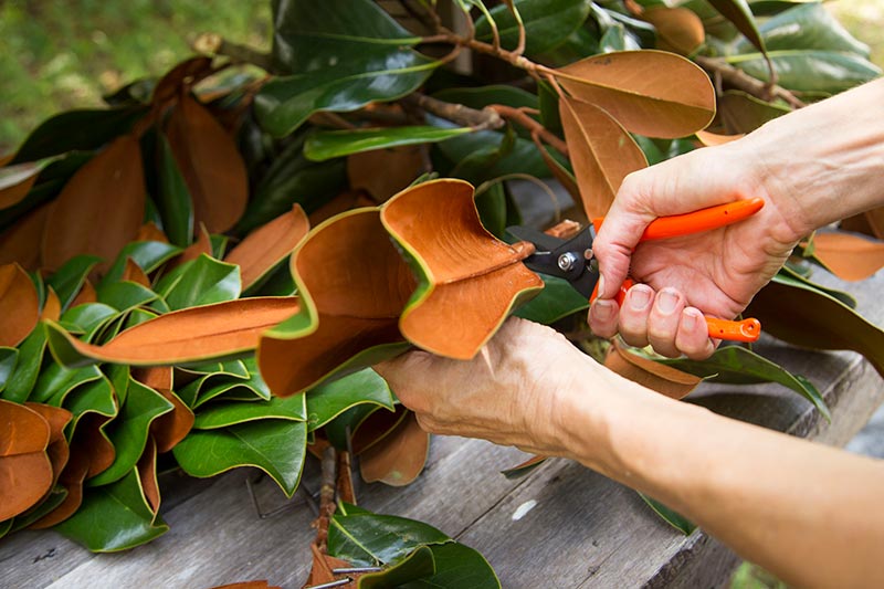 Cutting magnolia leaves with clippers