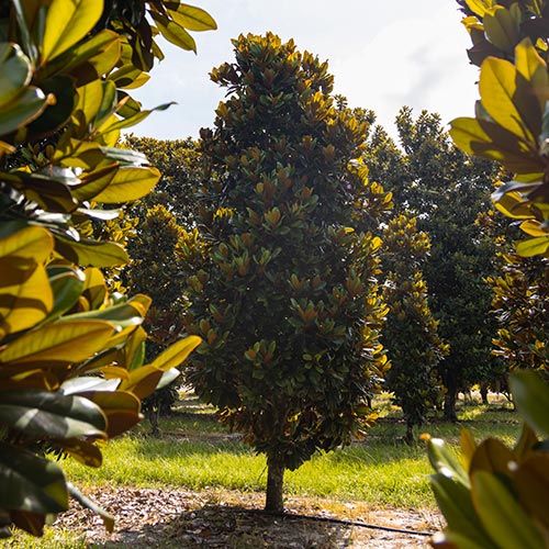 Magnolia tree in grove