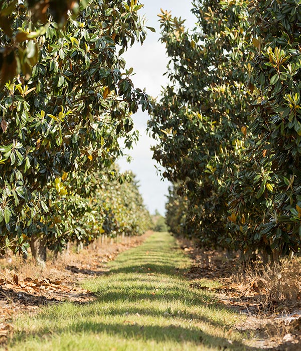 Path in magnolia groves