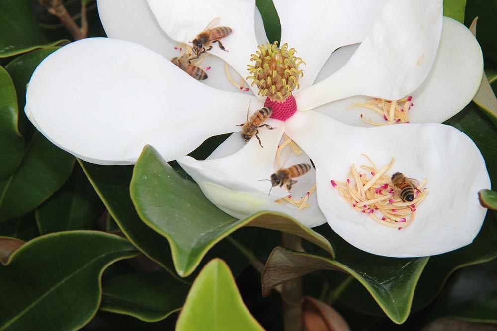 Bees on Magnolia Bloom
