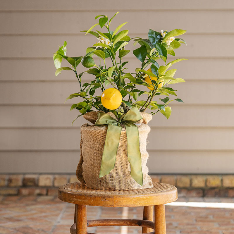Meyer lemon gift tree