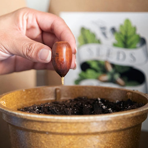 Hand holding acorn above pot