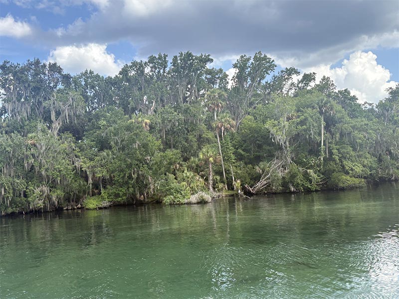 Trees on shoreline of water