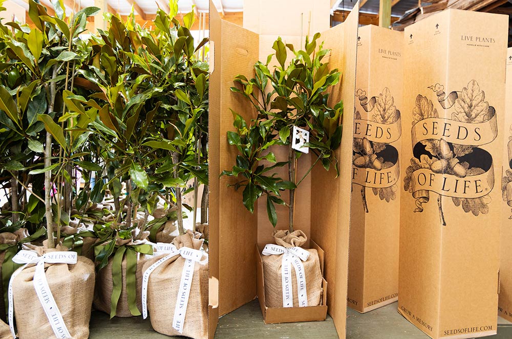 Seeds of Life Magnolia trees getting boxed