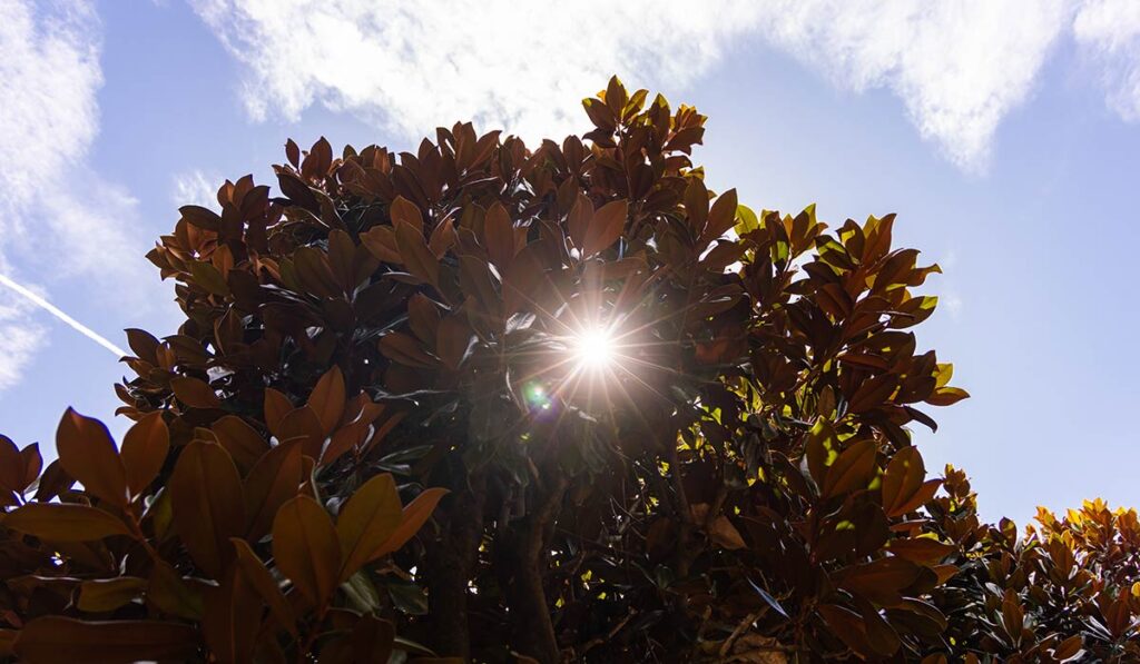 Sun glaring through magnolia branches