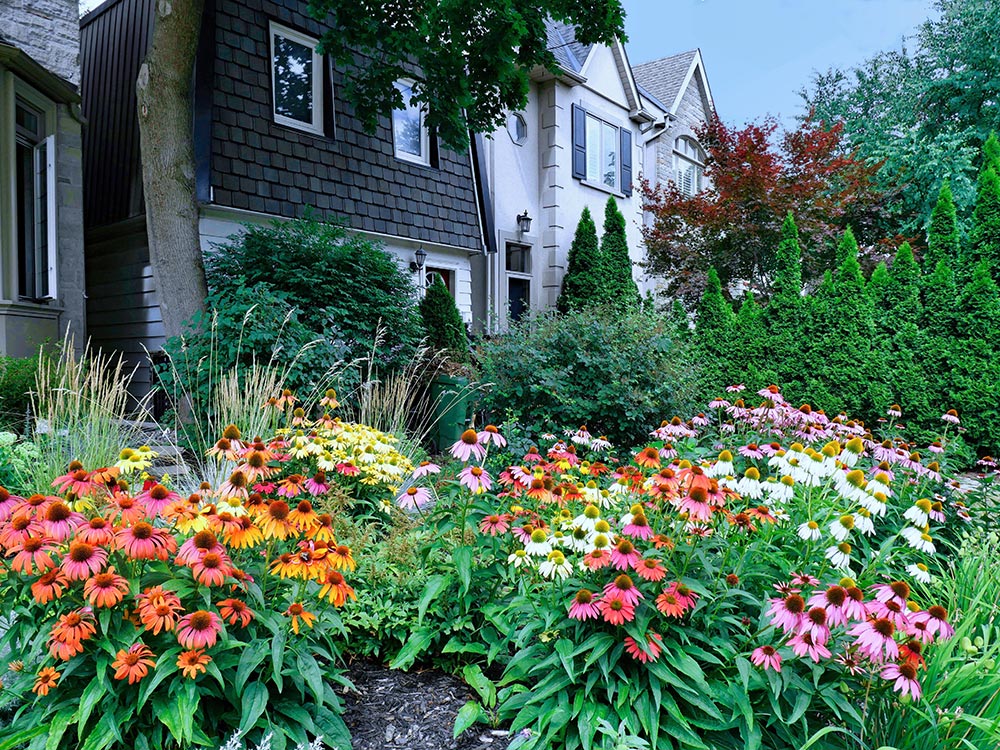 Coneflowers in Front Yard