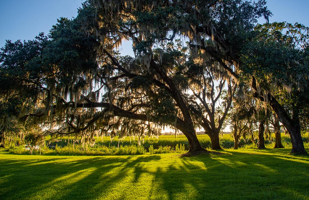Large live oak tree
