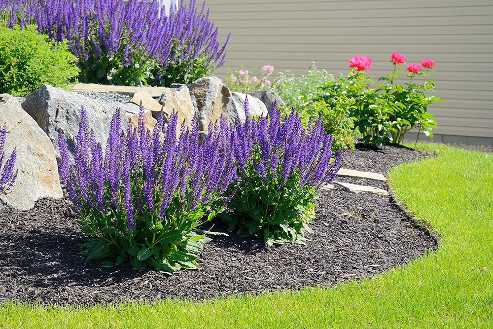 Salvias in Yard