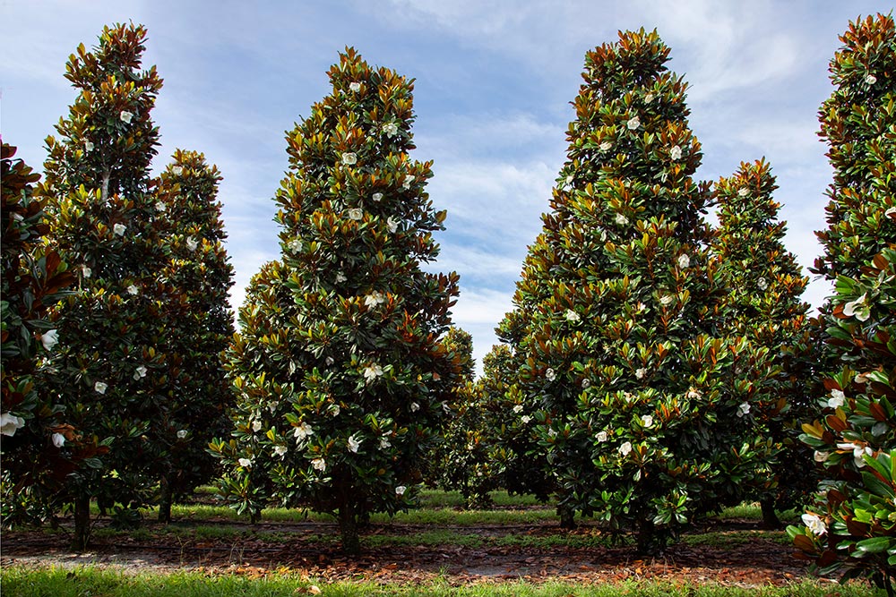 Blooming southern magnolia trees
